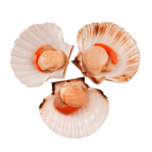 Scallop, Wild Catch, U15