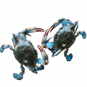 Blue Crab Whole, Wild Catch, Large