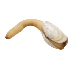 Brand: Taylor Geoduck Meat