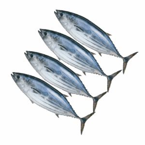 Brand: Obaba Whole Round Bonito Tuna, 4-6