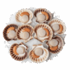 Brand: Eastern Seas Scallop, Wild Catch, 10-20