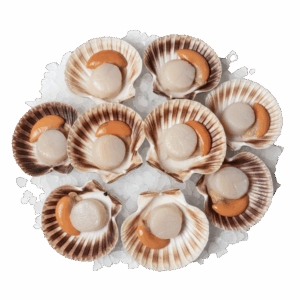 Brand: Eastern Seas Scallop, Wild Catch, 10-20