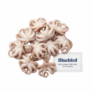 Brand: Bluebird Baby Octopus, Wild Catch, 16-25