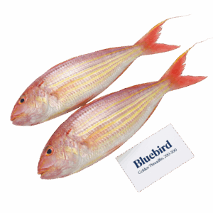 Brand: Bluebird Golden Threadfin, 200-300