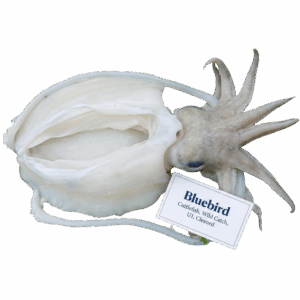 Brand: Bluebird Cuttlefish, Wild Catch, U1