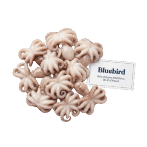 Brand: Bluebird Baby Octopus, Wild Catch, 26-40