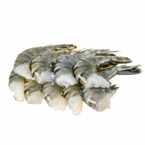 Black Tiger Shrimp Raw HLSO, Farm Raised, 8-12