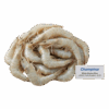 Brand- Champmar White Shrimp Raw HOSO, Farm Raised, 10-20