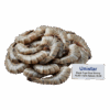 Brand- Unistar Black Tiger Raw Shrimp HLSO, Farm Raised, 26-30