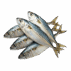 Indian Mackerel, Wild Catch, 4-6