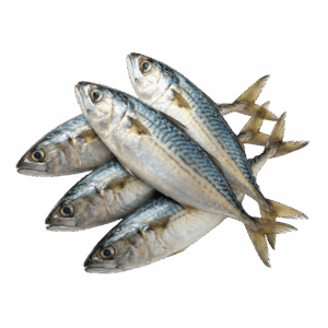 Indian Mackerel, Wild Catch, 4-6