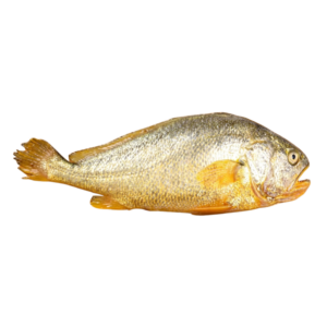 Croaker Fish