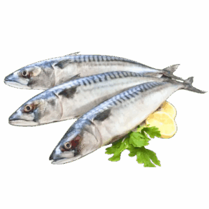 Norwegian Mackerel, Wild Catch, 600-800