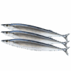 Pacific Saury (Mickerle Pike) WR, Wild Catch, 80-100ct