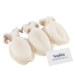 Brand: Sephia Cuttlefish, Wild Catch, U1