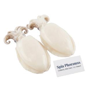 Brand: Spia Phoramss Cuttlefish, Wild Catch, 1-2