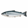 Salmon Atlantic, Farm Raised, 12-14