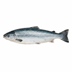 Salmon Atlantic, Farm Raised, 12-14