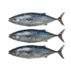 Stripped Tuna, 2-4