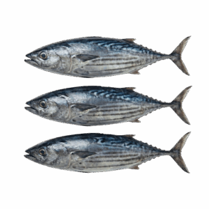 Stripped Tuna, 2-4