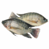 Tilapia Whole Round, Farm Raised, 600-800