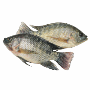 Tilapia Whole Round, Farm Raised, 600-800