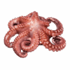 Brand: Ancavico Spanish Octopus, 6-8
