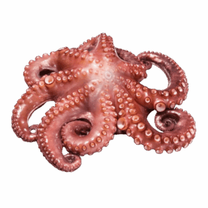 Brand: Ancavico Spanish Octopus, 6-8
