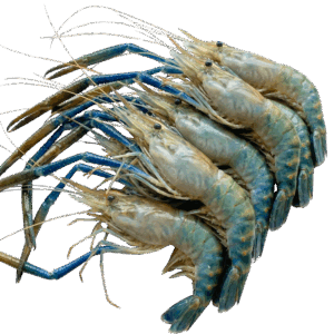 White Gold Fresh Water Shrimp Raw HOSO, Farm Raised, 1-2