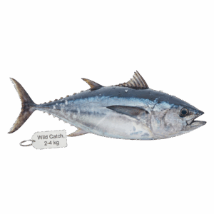 Whole Tune, Wild Catch, 2-4