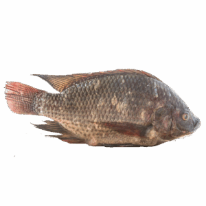 Tilapia C&G, Farm Raised, 550-750