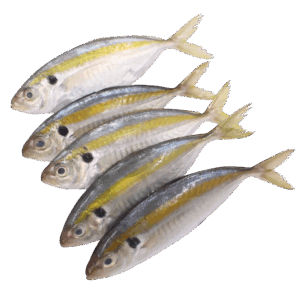 Brand: Obht Golden Scad, 4-6