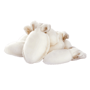 Brand: Dragonfly Baby Cuttlefish, 10-20