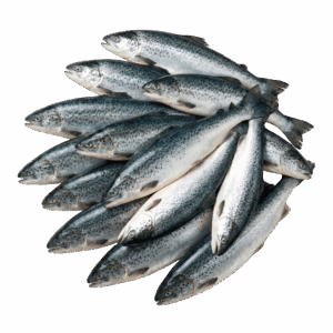 Salmon Atlantic, Farm Raised, 16-18