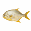 Golden Pompano, Farm Raised, 600-800