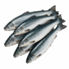 Salmon Atlantic, Farm Raised, 14-16
