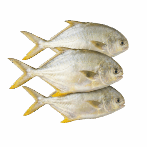 Golden Pompano, Farm Raised, 800-1000