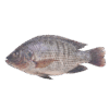 Tilapia GS, 550-750