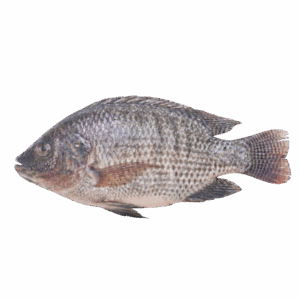 Tilapia GS, 550-750
