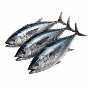 Big Eye Whole, 300up