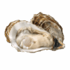 Fresh Oyster, 4-6in