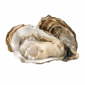 Fresh Oyster, 4-6in