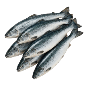 Salmon Atlantic, Farm Raised, 14-16