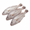 Croaker Fish