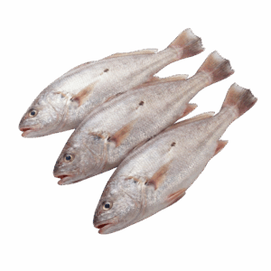 Croaker Fish