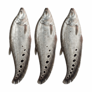 Featherback Fish Whole, 800-1500