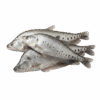 Whole Featherback Fish, 500-1000