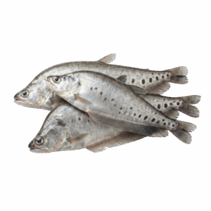 Whole Featherback Fish, 500-1000