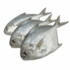 Butter Fish, Wild Catch, 100-150