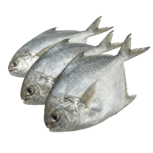 Butter Fish, Wild Catch, 100-150